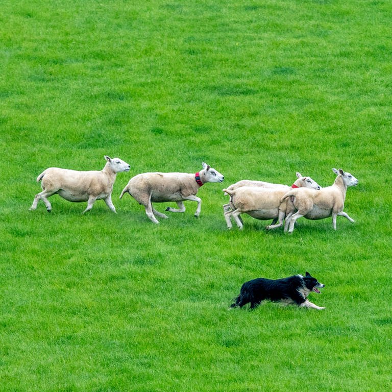 Hund rennt neben einer Schafherde her. Bei einem der drei angeblichen Wolfsangriffe auf Schafe bei Ehingen am Ries (Landkreis Donau-Ries) war kein Wolf dafür verantwortlich, sondern ein Hund. (Symbolbild)