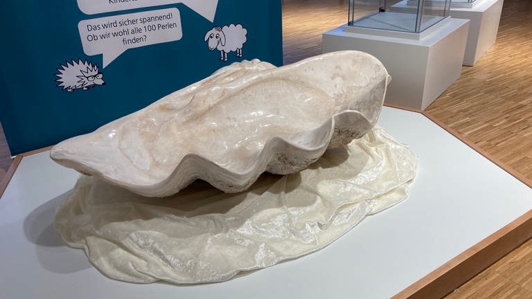 Nach der Mördermuschel ist die Sonderausstellung des Naturmuseums Ulm benannt. Sie soll angeblich Taucher fressen. Was tatsächlich klar ist: Sie wiegt 80 Kilogramm. (Foto: Isabella Hafner)
