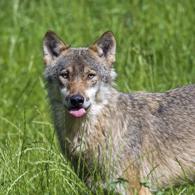 Einsamer grauer Wolf auf einer Wiese. Der Fund eines toten Tiers zwischen Merklingen und Machtolsheim im Alb-Donau-Kreist ist möglicherweise ein Wolf. 