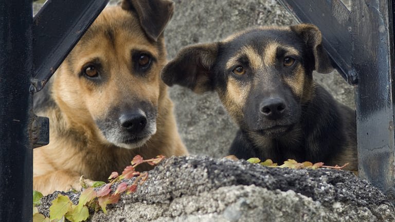 Zwei Straßenhunde. Weil ein Kleintransporter mit Hunden aus Rumänien in Ulm gestoppt wurde, erheben Tierschützer Vorwürfe gegen das Veterinäramt (Sujetbild).