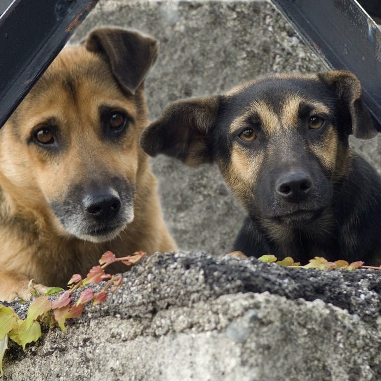 Zwei Straßenhunde. Weil ein Kleintransporter mit Hunden aus Rumänien in Ulm gestoppt wurde, erheben Tierschützer Vorwürfe gegen das Veterinäramt (Sujetbild). (Foto: IMAGO, Imago)