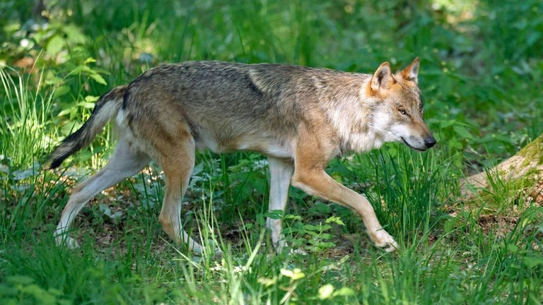 Bild eines Wolfs: Ein in Laichingen gefundenes, totes Tier ist nun zweifelsfrei als Wolf identifiziert worden. 