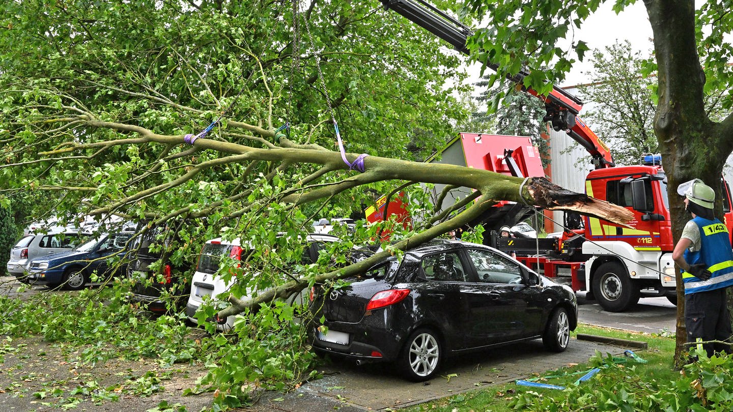 Bei einem Unwetter am Mittwoch in Neu-Ulm, Stadtteil Schwaighofen, wurden vier Autos unter einem umngetürzten Baum begraben. (Foto: Thomas Heckmann)