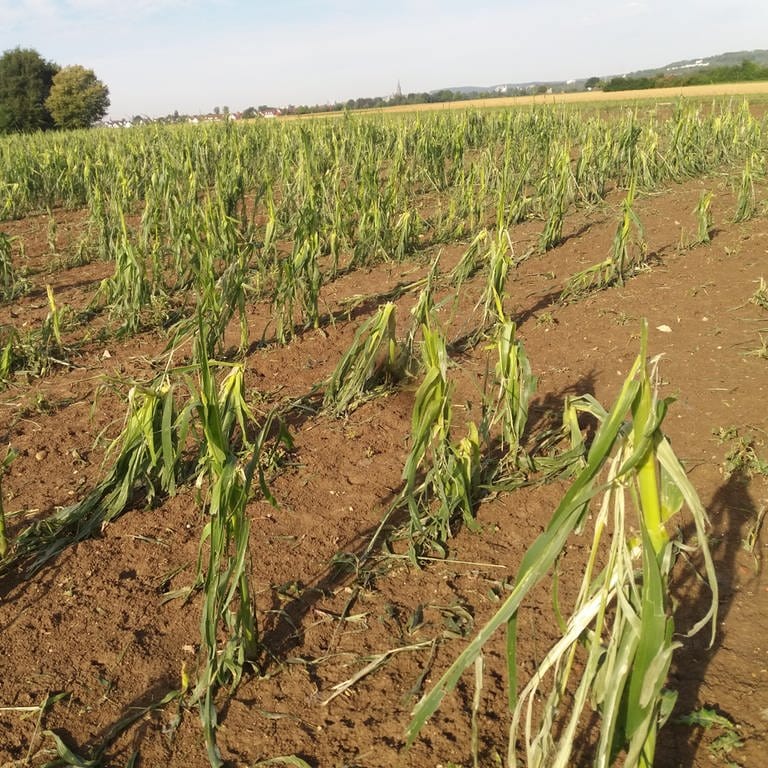 Ein Feld mit zerstörten Maispflanzen. Verwüstet durch Hagelschlag: Das Unwetter von Mittwochabend (12. Juli) hat vor allem im Kreis UlmNeu-Ulm großflächig Schäden angerichtet und ganze Maisfelder zerstört. 