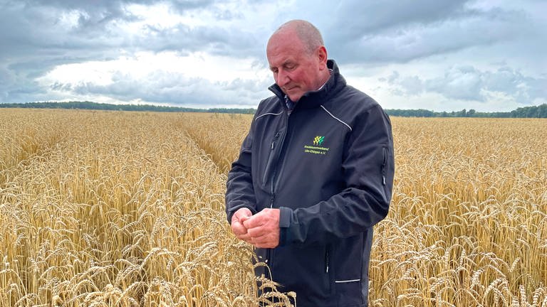 Ein Bauer steht in einem Getreidefeld und begutachtet die Getreideernte. Der Kreisbauernverband Ulm-Ehingen blickt auf eine eher schlechte Ernte 2023, vor allem die Wintergerste sei unterdurchschnittlich gewesen.