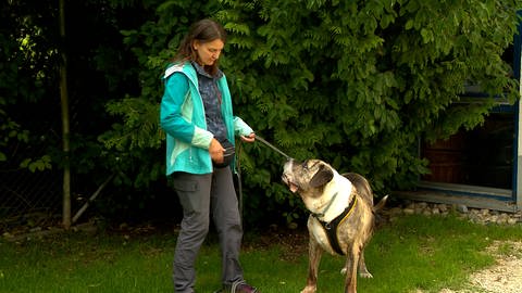 Für Tierheimleiterin Julia Lambertz ist klar: Es gibt keinen Platz mehr. Die meisten Zwinger im Tierheim in Heidenheim sind belegt durch große, aggressive Hunde oder durch Hunde, die alt für die Vermittlung sind. (Foto: SWR)