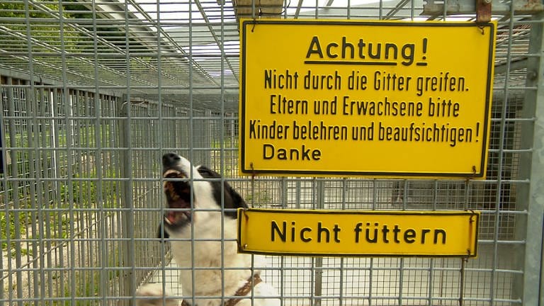 Hund im Tierheim-Zwinger. Im einen Moment handzahm und plötzlich sehr aggressiv. Dieser Hund im Tierheim Heidenheim ist nicht vermittelbar.