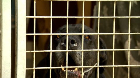 Kampfhund Tyson ist schon seit drei Jahren im Tierheim Heidenheim. Weil er so aggressiv ist muss er in einem abgetrennten Zwinger leben. Eine angemessene Erziehung wurde vom Vorbesitzer versäumt. Jetzt ist Tyson unvermittelbar. (Foto: SWR)