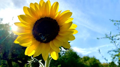 Die Sonne scheint, Sonnenblumen blühen - wie hier in einem Ulmer Garten - und auch Hummeln, Wildbienen und andere Insekten sind bei den warmen Temperatruren noch unterwegs. (Foto: SWR, Carola Kührig)