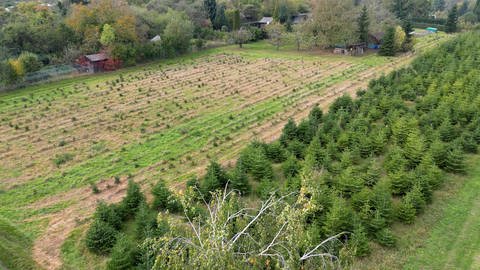 Die Christbaum-Plantage von Christian Häge: rechts im Bild sind die grünen Tannen, die in diesem Jahr verkauft werden.