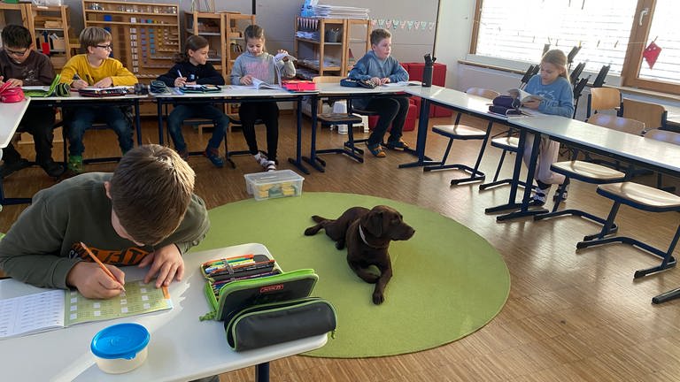 Während die Kinder einer Grundschule in Ulm eine Aufgabe lösen, wartet Schulhündin Lotti auf der grünen "Aktionsdecke" auf ihren nächsten Einsatz. (Foto: SWR, Katja Stolle-Kranz)