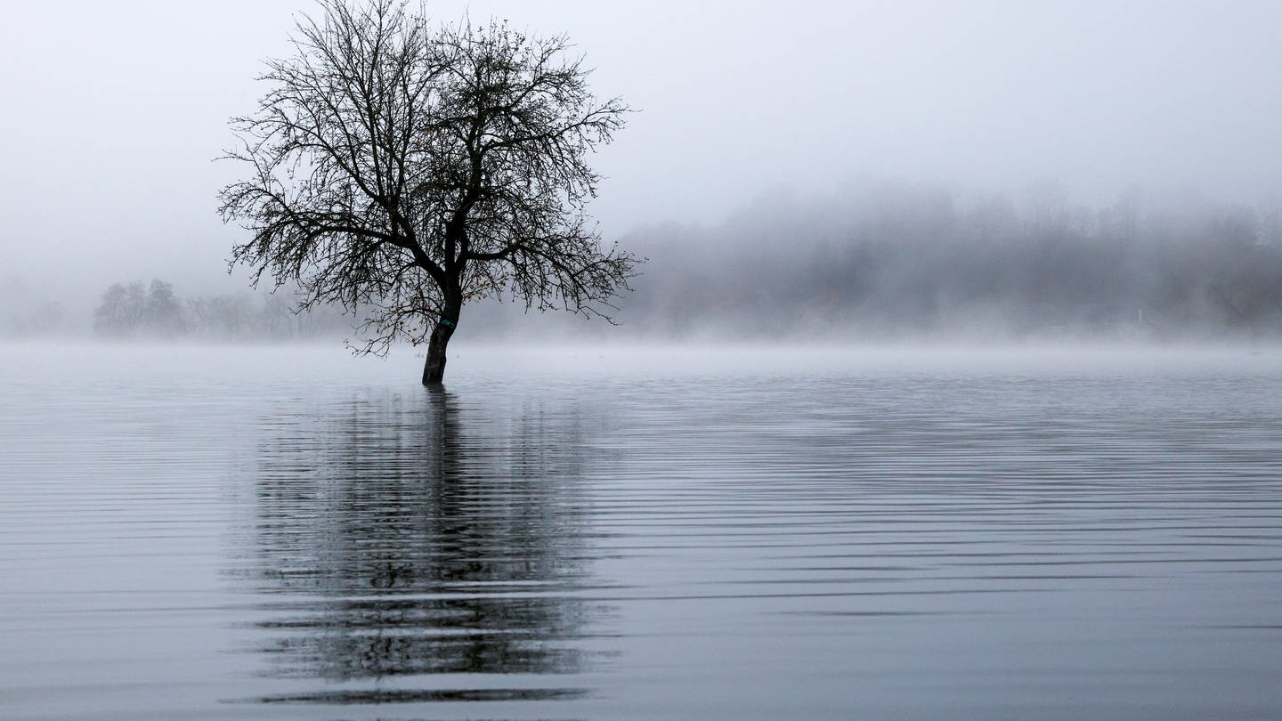 Ein Baum steht im Morgennebel auf einer Wiese, die vom Hochwasser der Donau überflutet ist. (Foto: dpa Bildfunk, picture alliance/dpa | Thomas Warnack)