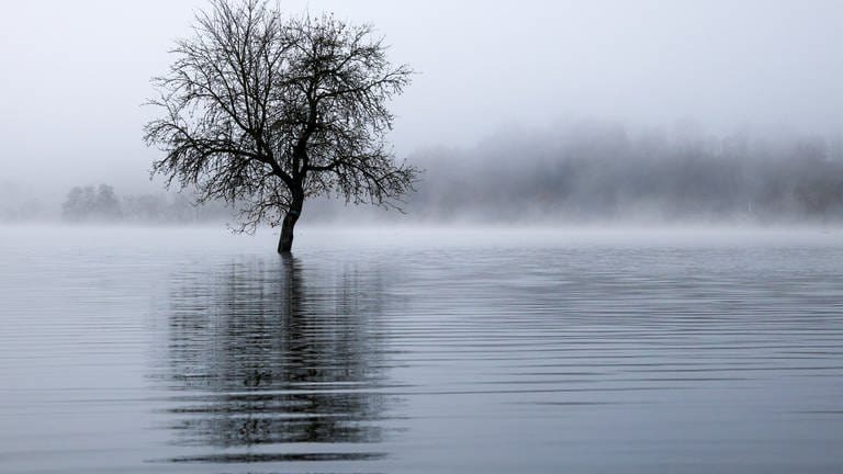 Ein Baum steht im Morgennebel auf einer Wiese, die vom Hochwasser der Donau überflutet ist.