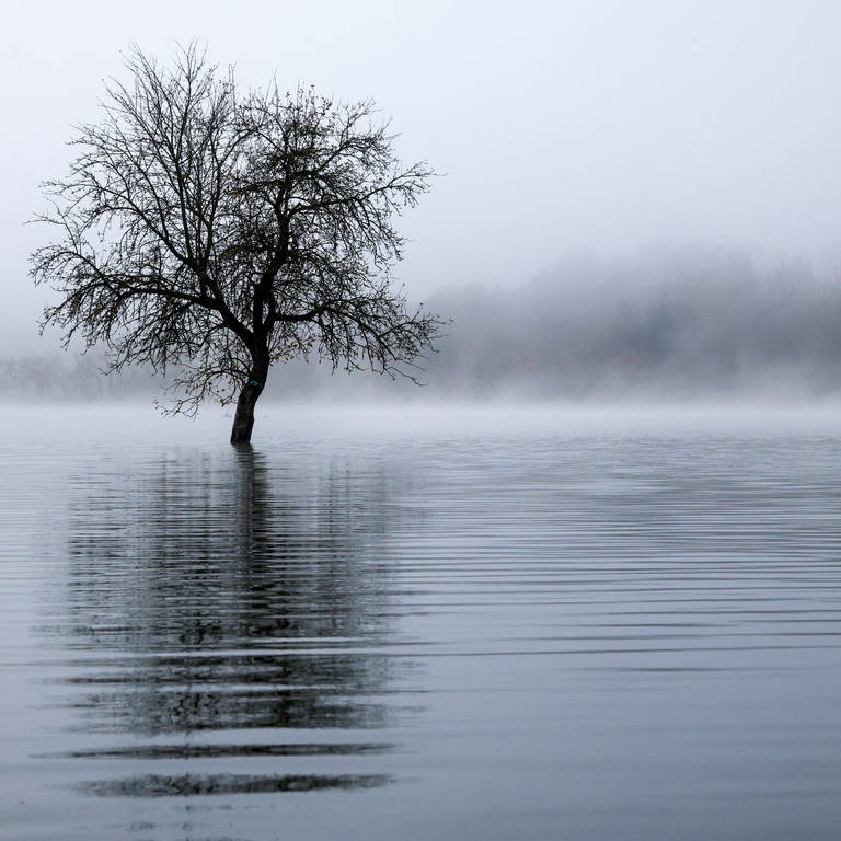 Ein Baum steht im Morgennebel auf einer Wiese, die vom Hochwasser der Donau überflutet ist.