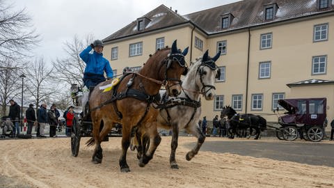 Ein Gespann mit zwei Pferden im vollen Gallopp. Am Montagmorgen wurden Pferde und Gespanne beim Kalten Markt in Ellwangen prämiert.  (Foto: dpa Bildfunk, Stefan Puchner)