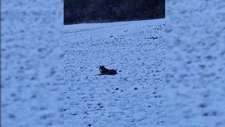 Wolf auf verschneitem Feld