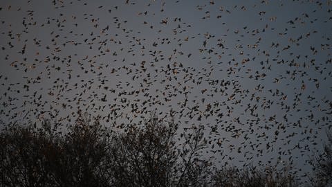 Ein Schwarm unzähliger Bergfinken am Himmel. Ein besonderes Naturschauspiel in Schelklingen: Tausende Bergfinken fliegen von ihren Futterplätzen im Buchenwald zu den Schlafplätzen in den Fichten. 