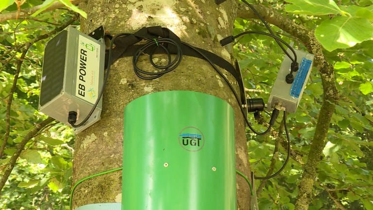 Mehrere Sensoren hängen an einem Baum im Botanischen Garten in Ulm. (Foto: SWR)