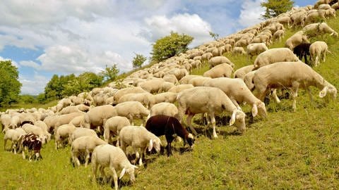 Schafe weiden auf der Schwäbischen Alb bei Ehingen. Die Stadt will zusammen mit Schelklingen und Allmendingen einen interkommunalen Schafstall als Basisstation für die Wanderschäferei bauen. (Foto: Pressestelle, Stadt Ehingen)