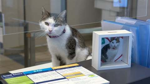 Die Operation von Louis ist längst Vergangenheit. Aber die Spendenbox für die Katze im Bad Blau ist immer noch da. (Foto: SWR, Laura Scheibling)