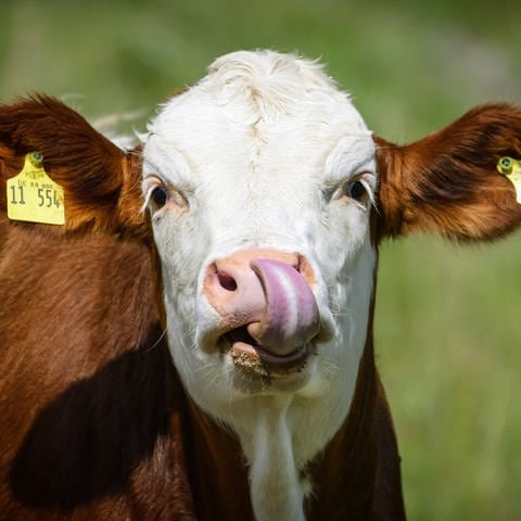 Eine Kuh steckt sich die Zunge in die Nase - drei der Tiere haben am Dienstagvormittag den Verkehr auf der A7 bei Illertissen blockiert. 