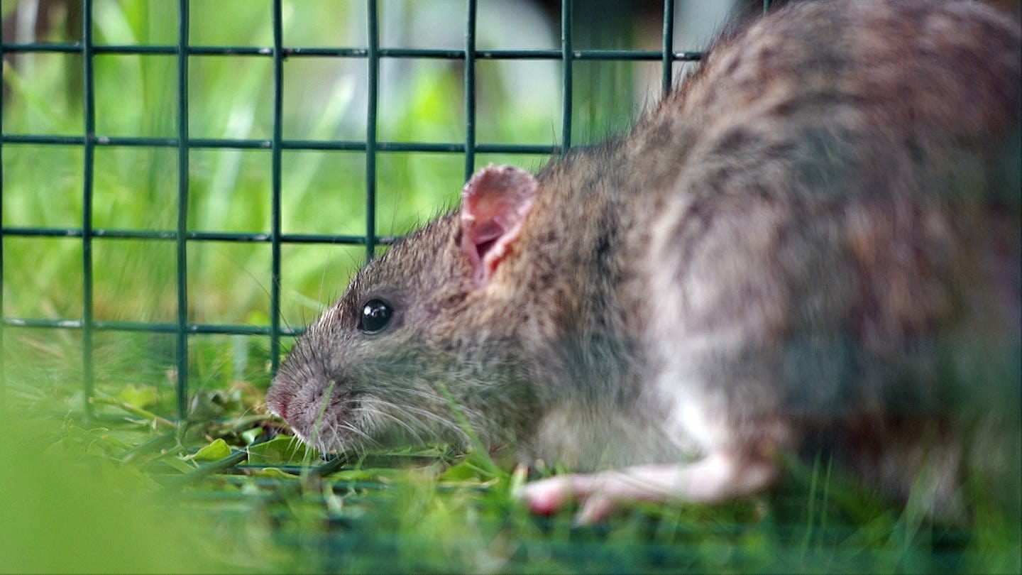 Anwohner in Elchingen haben ein Problem: In ihren Gärten machen sich seit einiger Zeit die Ratten breit. (Foto: Bayerischer Rundfunk Peter Allgaier)