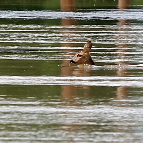 Junges Reh schwimmt in Hochwasser (Symbolbild) Auch für Wildtiere wie Rehe ist Hochwasser gefährlich (Symbolbild). Durch das extreme Wetter und das Hochwasser ist viel Jungwild ertrunken, so der Bayerische Jagdverband.