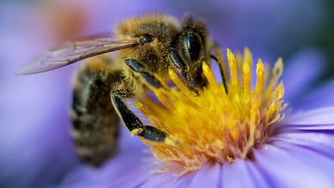 Eine Biene sammelt am Pollen von einer Blüte (Foto: dpa Bildfunk, picture alliance / Monika Skolimowska/dpa-Zentralbild/dpa)