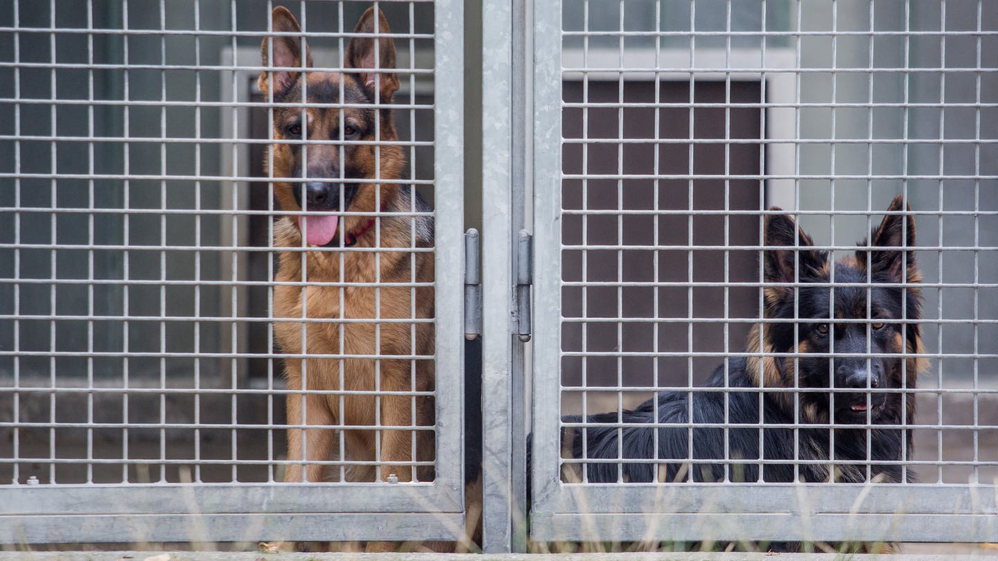 Zwei Schäferhunde blicken im Tierheim Böblingen aus ihrem Zwinger.