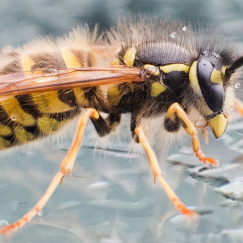 Nützlicher Plagegeist: Das Wundertier Wespe (Foto: dpa Bildfunk, Julian Stratenschulte)