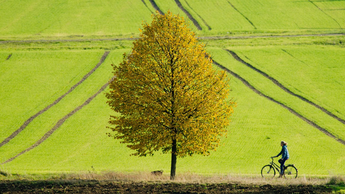 Das Bild zeigt einen Baum mit grünen Blättern, dahinter sind grüne Felder zu sehen und eine Fahrradfahrerin fährt vorne vorbei. (Foto: dpa Bildfunk, picture alliance / Julian Stratenschulte/dpa | Julian Stratenschulte)