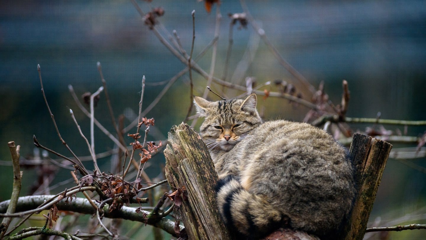 Eine Wildkatze schläft in ihrem Gehege in einem Tierpark zwischen kahlen Ästen. (Foto: dpa Bildfunk, picture alliance/dpa/dpa-Zentralbild | Klaus-Dietmar Gabbert)