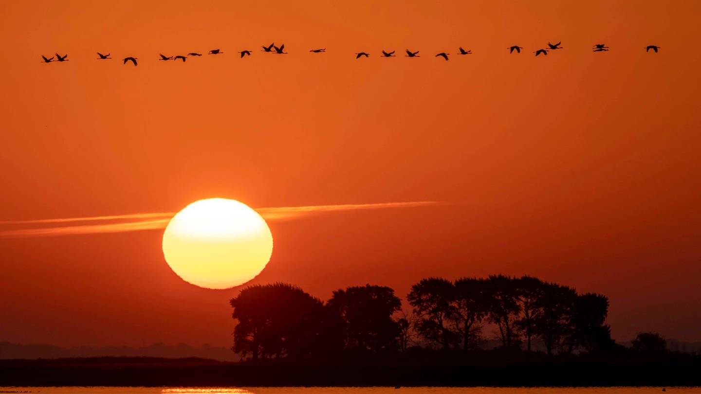 Ein Vogelschwarm fliegt an der untergehenden Sonne vorbei (Foto: IMAGO, Copyright: imageBROKER/RonaldxWittek)