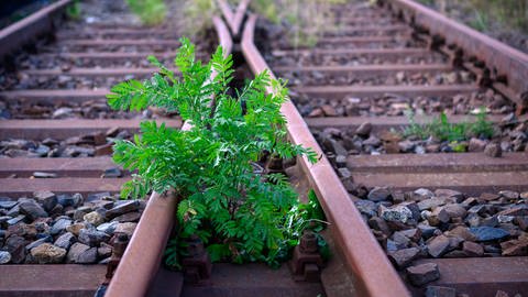 Pflanzen wachsen zwischen den Gleisen auf dem Gelände des Bahnhofs (Foto: dpa Bildfunk, picture-alliance / Reportdienste, picture alliance/dpa/dpa-Zentralbild | Jens Büttner)