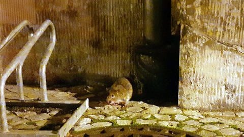 Eine Ratte sitzt nachts an einer Häuserwand: Einzelne Ratten-Beobachtung kann man gelassen nehmen. (Foto: dpa Bildfunk, picture alliance/dpa/dpa-Zentralbild | Sabrina Hentschel)
