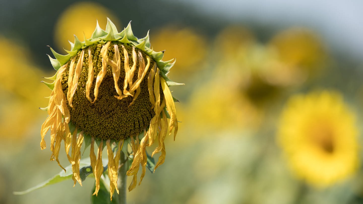 Eine Sonnenblume vertrocknet (Foto: dpa Bildfunk, picture alliance/ dpa/ dpa-Zentralbild/ Sebastian Kahnert)