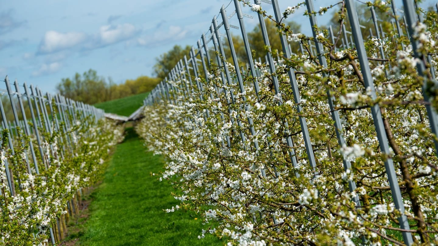 Kirschen blühen zum Beginn der Obstblüte im April 2024 in einer Kirschzucht in Deutschland, während der Himmel strahlend blau erscheint. (Foto: dpa Bildfunk, picture alliance/dpa | Daniel Bockwoldt)
