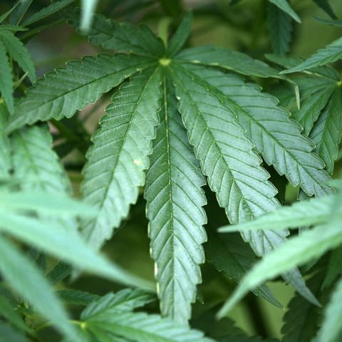 Hanf-Pflanzen (Cannabis) wachsen in einem Garten