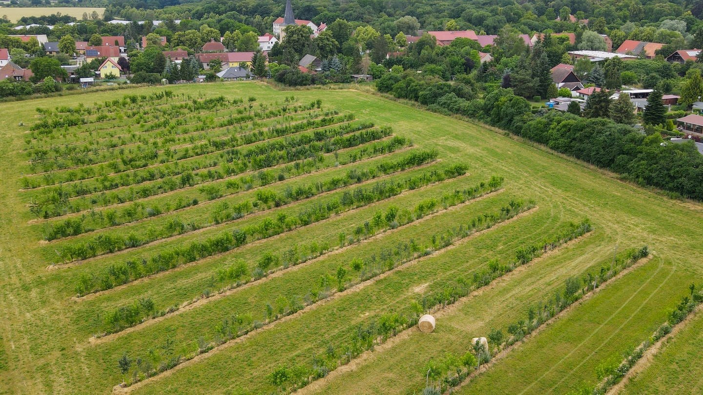 Eine Agroforstfläche von Benedikt Bösel, Landwirt, Unternehmer, Agrarökonom (Foto: dpa Bildfunk, picture alliance/dpa | Patrick Pleul)