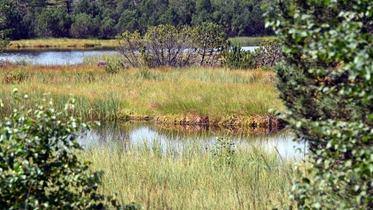 Blick auf den Hohlohsee mit seinem Moor im Naturschutzgebiet Kaltenbronn (Foto: picture-alliance / Reportdienste, dpa Bildfunk, picture alliance/dpa | Uli Deck)