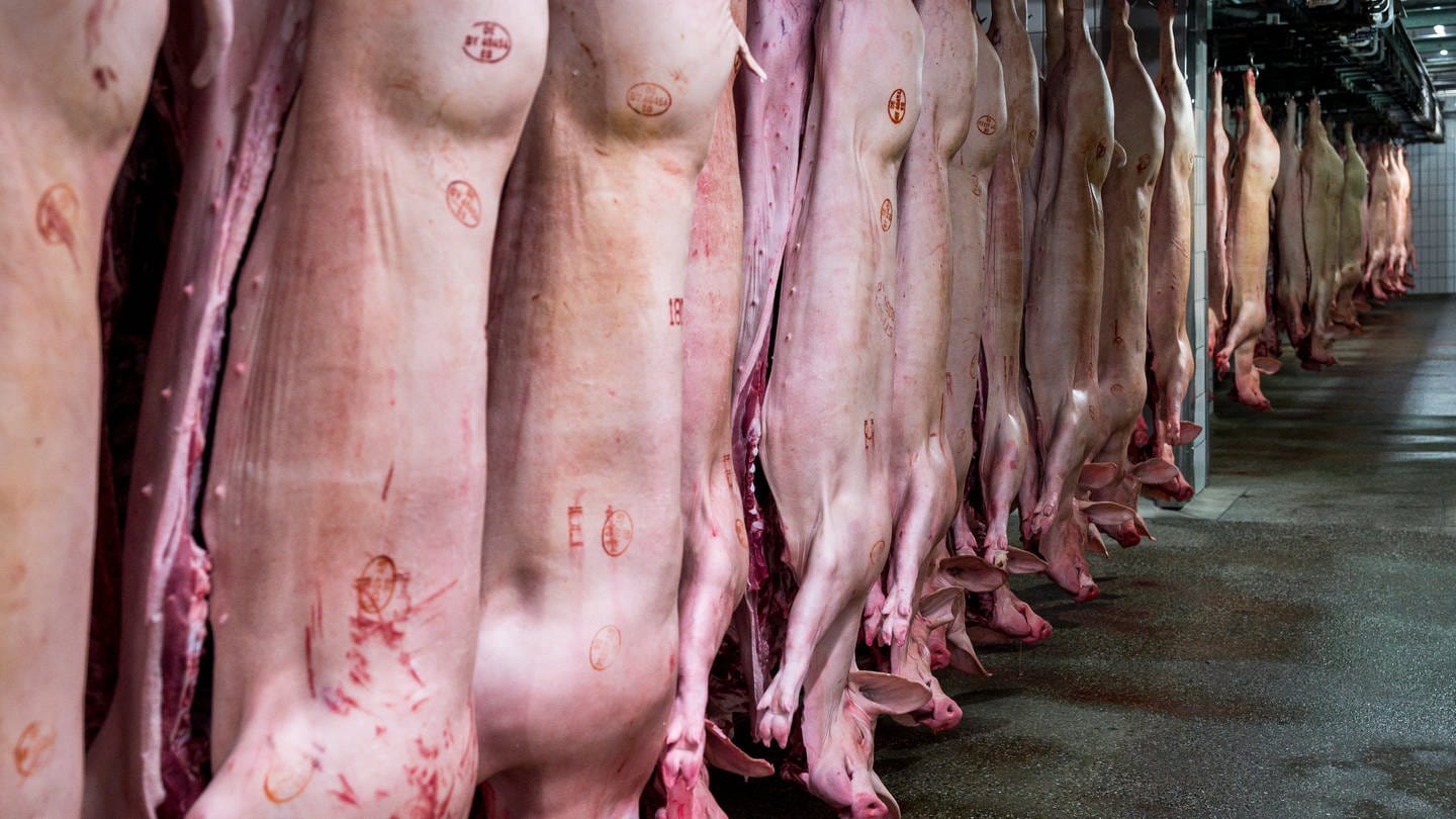 In einem Schlachthof hängen aufgeschnittene Schweine an Haken (Foto: dpa Bildfunk, picture alliance/dpa | Daniel Vogl)