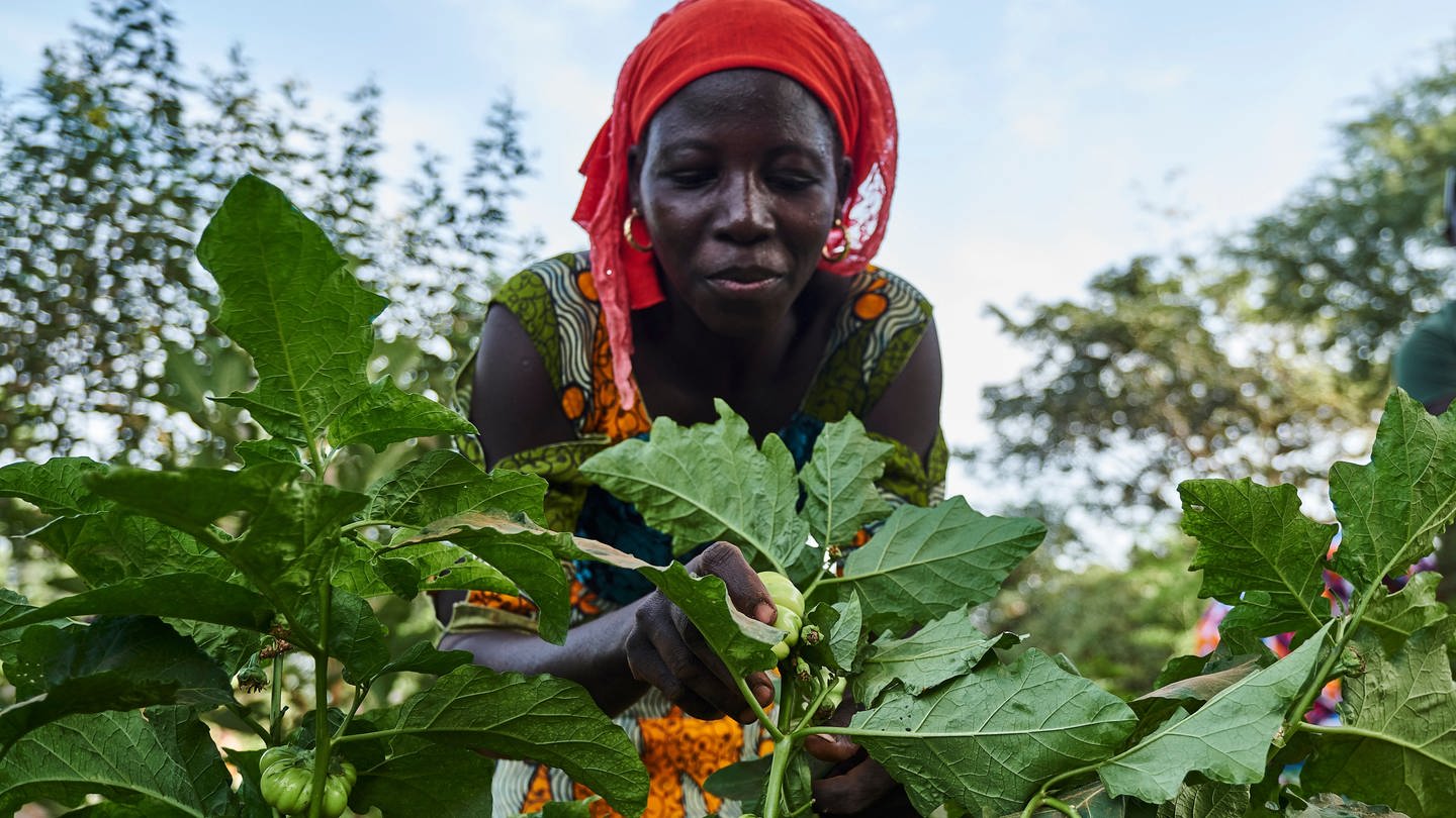 Eine Bäuerin mit rotem Kopftuch in Afrika iinspiziert hockend Baum-Setzlinge auf einem Feld (Foto: dpa Bildfunk, picture alliance/ dpa/Trees for the Future/ Xaume Olleros)
