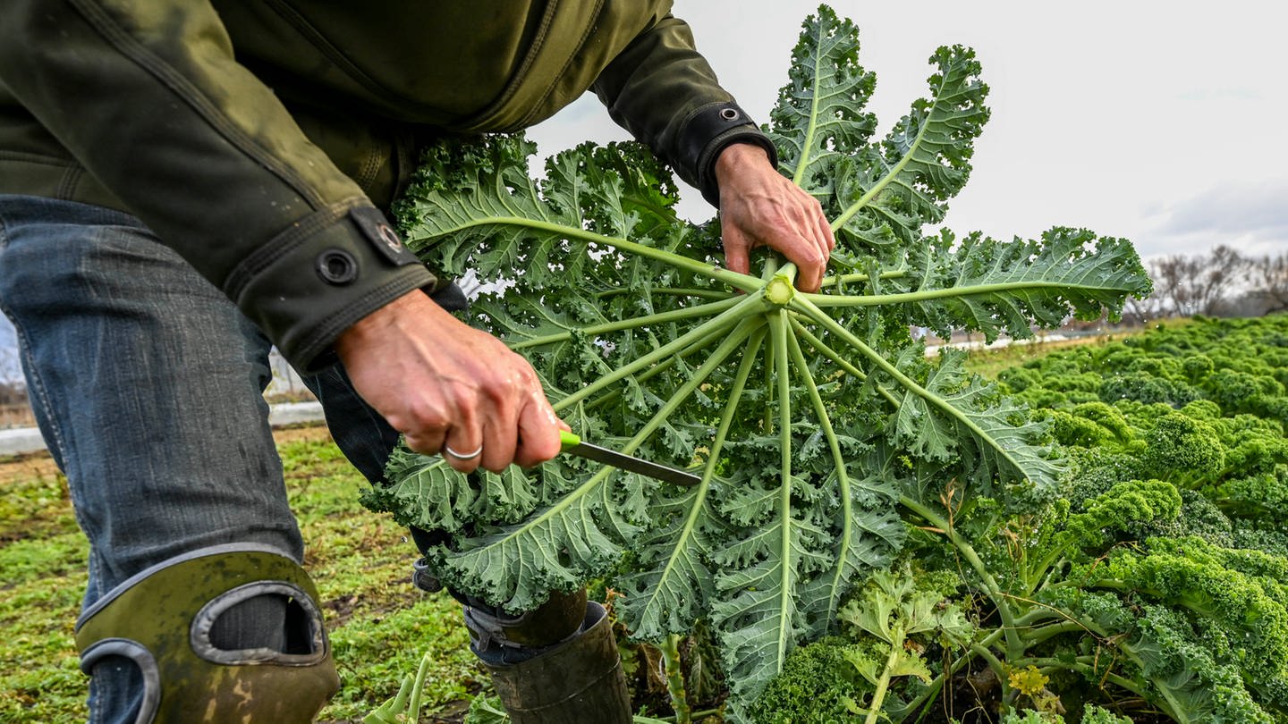 Gemüse wird auf einem Bio-Acker geerntet (Foto: dpa Bildfunk, picture alliance/dpa | Jens Kalaene)