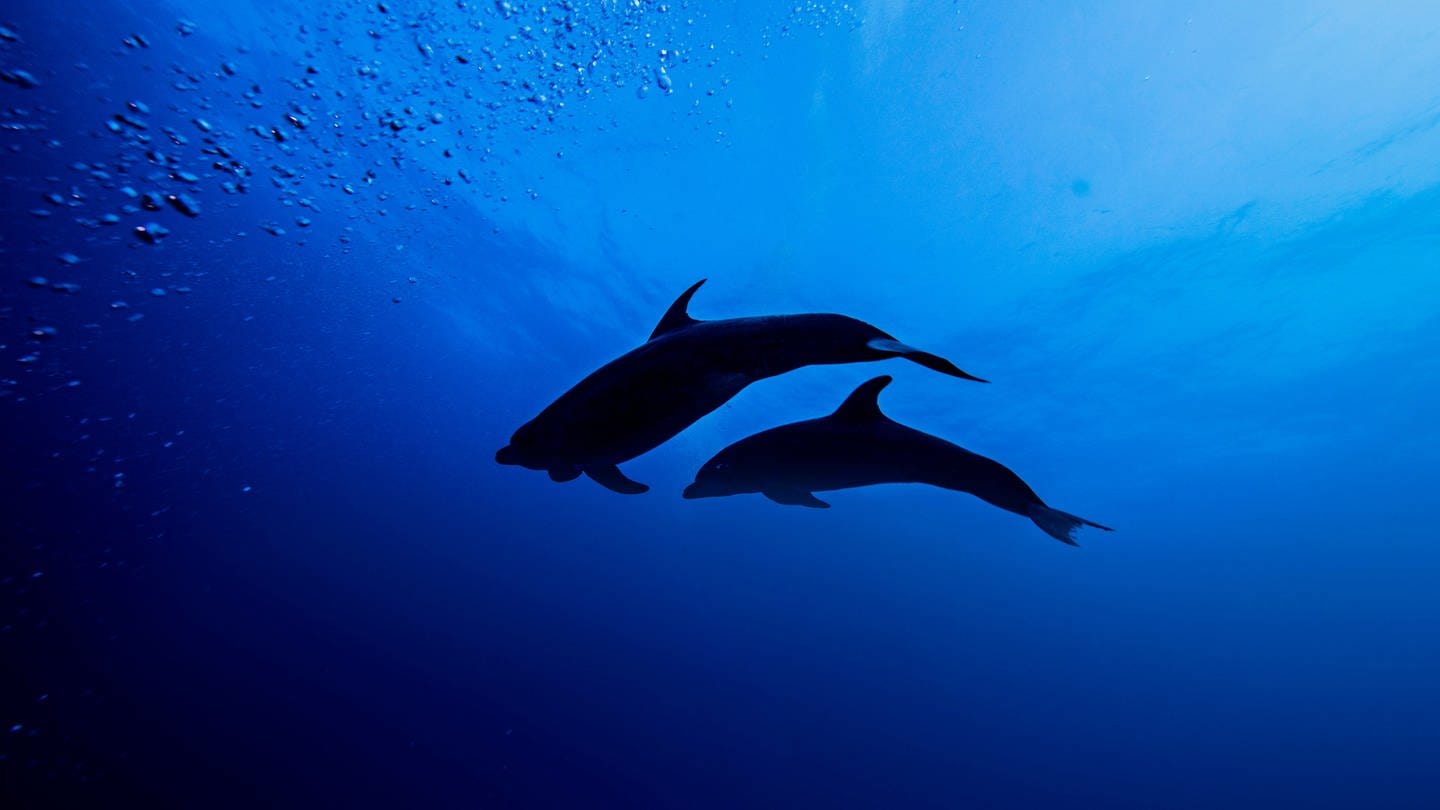 Silhouette zweier Delphine im Meer (Foto: IMAGO, IMAGO / Image Source)