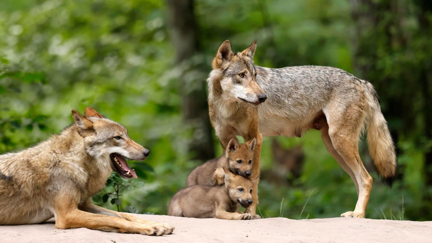 In Baden-Württemberg könnte es bald ein erstes Wolfsrudel geben (Foto: IMAGO, Imago/Imagebroker)