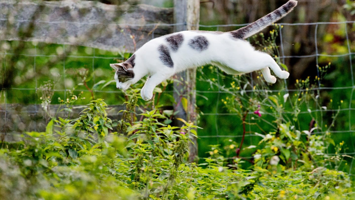 Eine Kattze springt in einem Garten in ein Gebüsch. (Foto: dpa Bildfunk, picture alliance/dpa | Julian Stratenschulte)