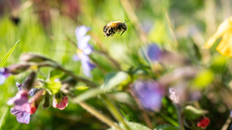 Eine Wildbiene fliegt durch eine kleines Blumenbeet