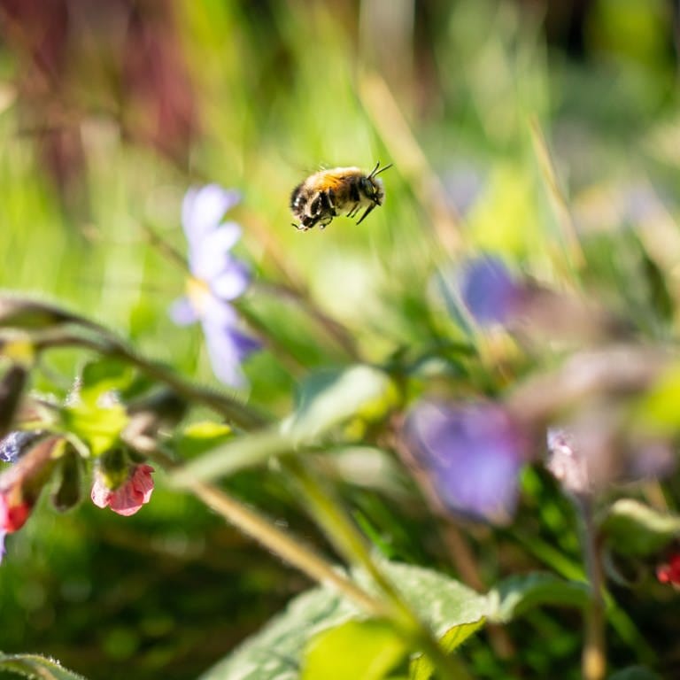 Eine Wildbiene fliegt durch eine kleines Blumenbeet