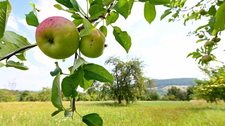 Äpfel hängen an einem Baum auf einer Streuobstwiese bei Owen. (Foto: dpa Bildfunk, picture alliance/dpa | Bernd Weißbrod)