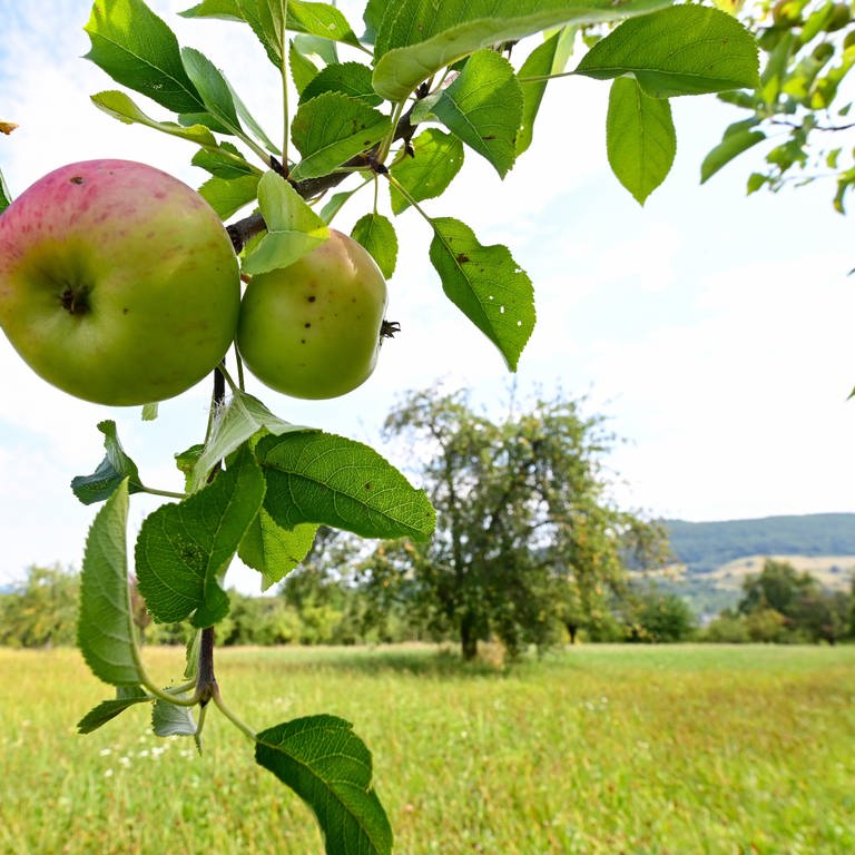 Äpfel hängen an einem Baum auf einer Streuobstwiese bei Owen.